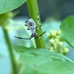 Horned Squash Bug thumbnail 3