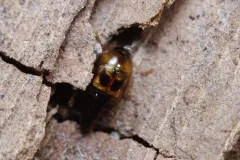 Tachyporus lecontei thumbnail 4