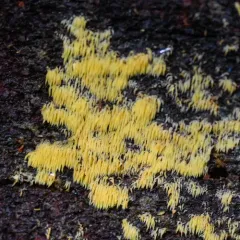 Mucronella flava thumbnail 4