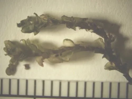 Solenostoma subellipticum