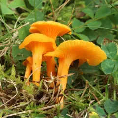 Small Chanterelle thumbnail 4