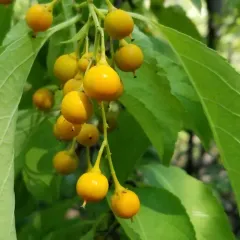 American bittersweet thumbnail 4