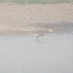 Wilson's Snipe thumbnail 2