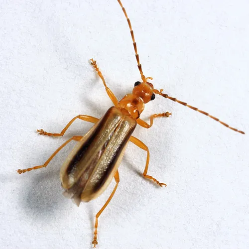 Rhagonycha longula