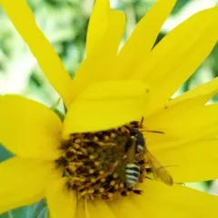 Bounded Nomad Bee thumbnail 4
