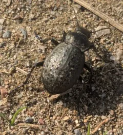 Calosoma moniliatum thumbnail 4