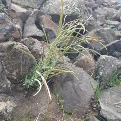 Cusick rockcress thumbnail 1