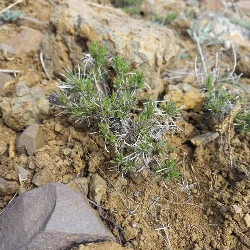 Narrowleaf Goldenweed