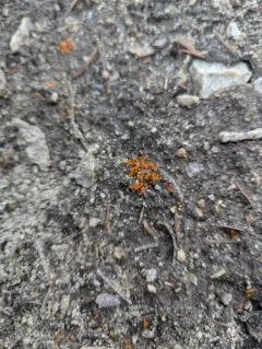 Byssonectria terrestris thumbnail 4