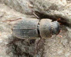 Ataenius imbricatus thumbnail 1
