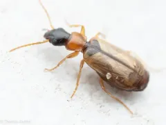 Philorhizus melanocephalus thumbnail 3