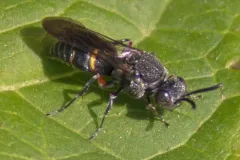 Epinysson tuberculatus thumbnail 3