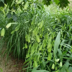 river oats thumbnail 2