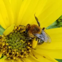 Dark-veined Longhorn Bee thumbnail 4