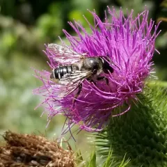 Unarmed Leafcutter Bee thumbnail 4