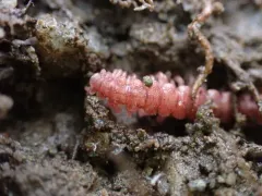 Scytonotus insulanus thumbnail 2