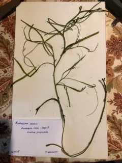 Hill's pondweed thumbnail 1