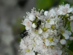 Dusky-veined Mucksucker thumbnail 2
