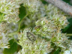 False Flower Beetle thumbnail 3