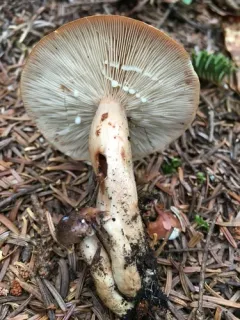 Lactarius mucidus thumbnail 2