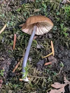 Entoloma perasprellum thumbnail 2