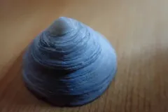 Calyptraea fastigiata thumbnail 1
