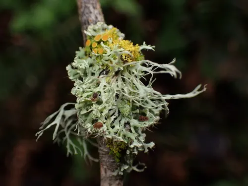 Tremella christiansenii