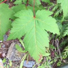 Rocky Mountain maple thumbnail 2