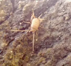 Eastern Ant Cricket thumbnail 4