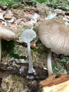 Mycena borealis thumbnail 2
