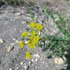 northern Indian parsnip thumbnail 4