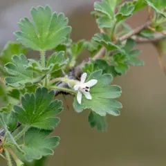 desert gooseberry thumbnail 3