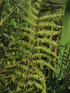 marsh fern thumbnail 5