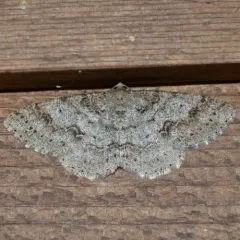 Western Carpet thumbnail 4