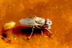 Ephydra bruesi thumbnail 2