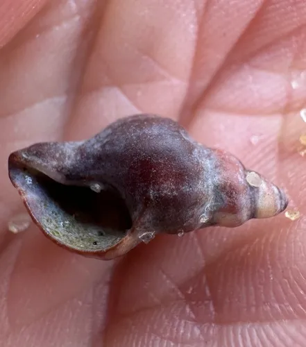 Eastern Oyster Drill