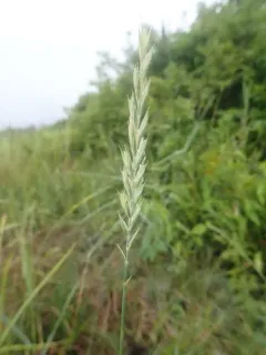 Tick Quackgrass thumbnail 1
