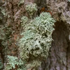 Ramalina labiosorediata thumbnail 3