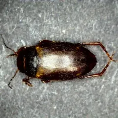 Hydroporus mannerheimi thumbnail 3