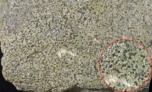 Rinodina siouxiana