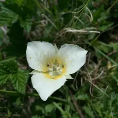 Baker's Mariposa Lily thumbnail 3