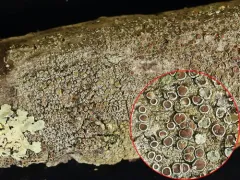 Common Rim Lichen thumbnail 3