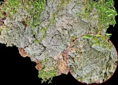 Strigula stigmatella thumbnail 2