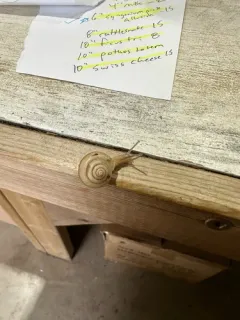 Asian Tramp Snail thumbnail 4