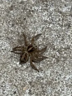 Pantropical Jumping Spider thumbnail 1