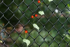 red morning glory thumbnail 3