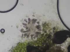 Pleostigma jungermannicola thumbnail 1