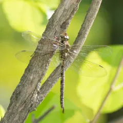 Mottled Darner thumbnail 2