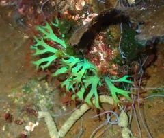 Gloiocladia laciniata thumbnail 4