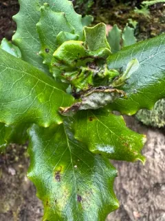 Silktassel Flower Gall Midge thumbnail 3